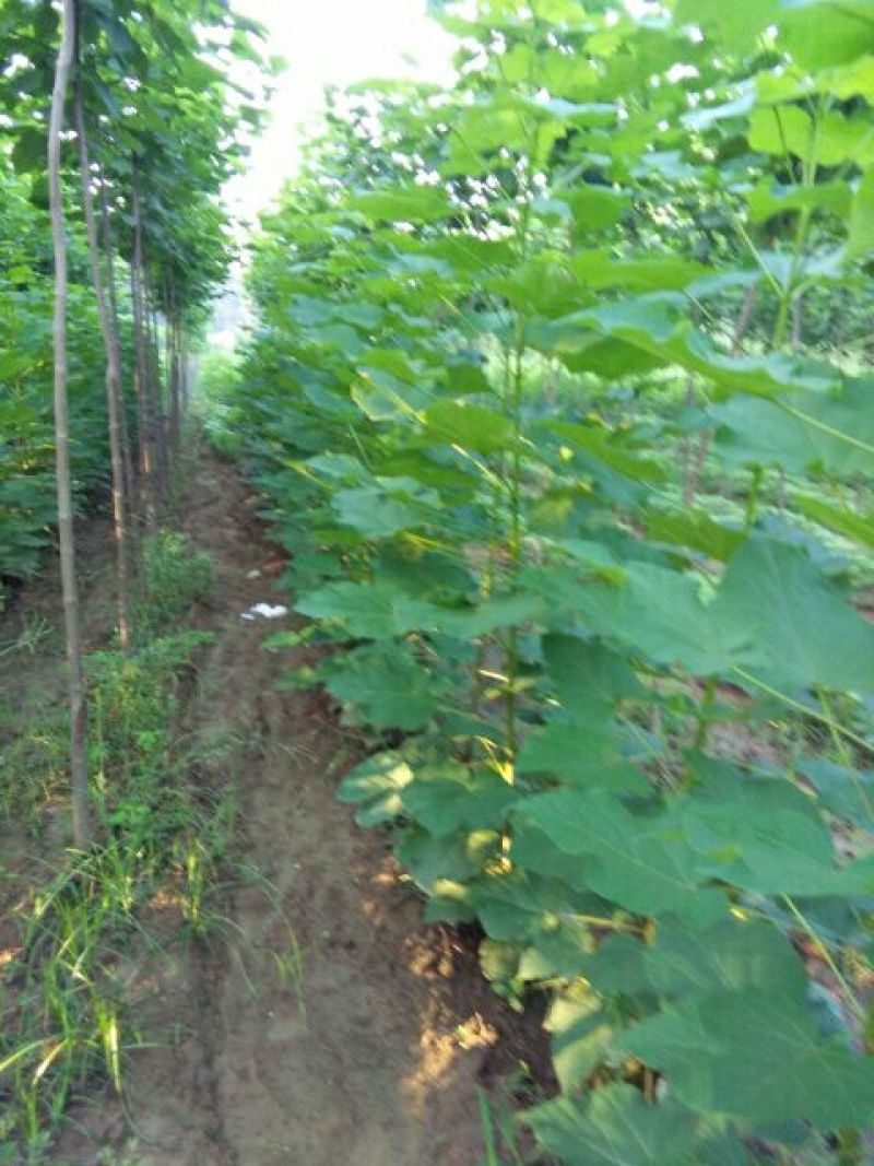 金丝楸树苗100~150cm