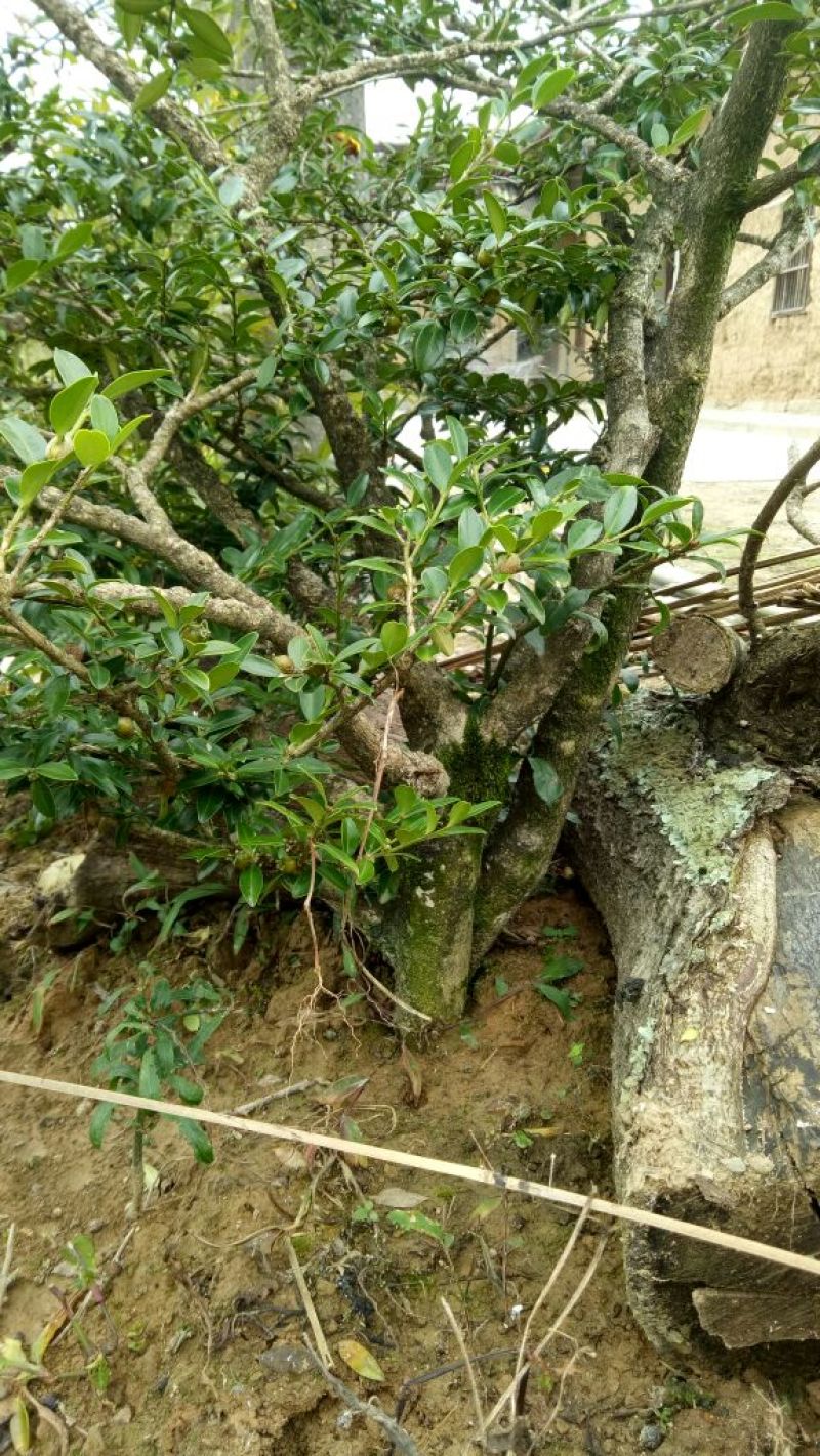 瓜子黄杨2~4cm6~8cm0.5~1米