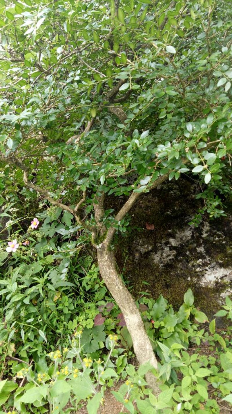 瓜子黄杨2~4cm6~8cm0.5~1米
