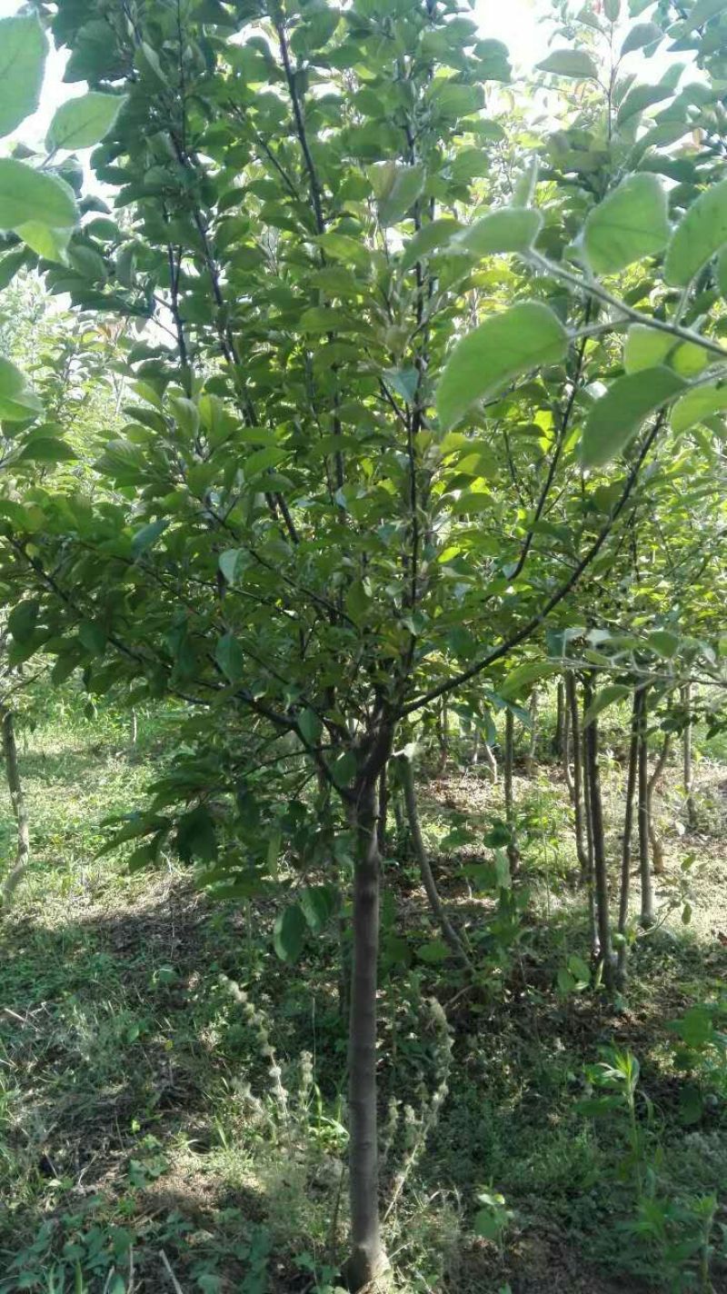 烟富10号苹果树苗80cm以上