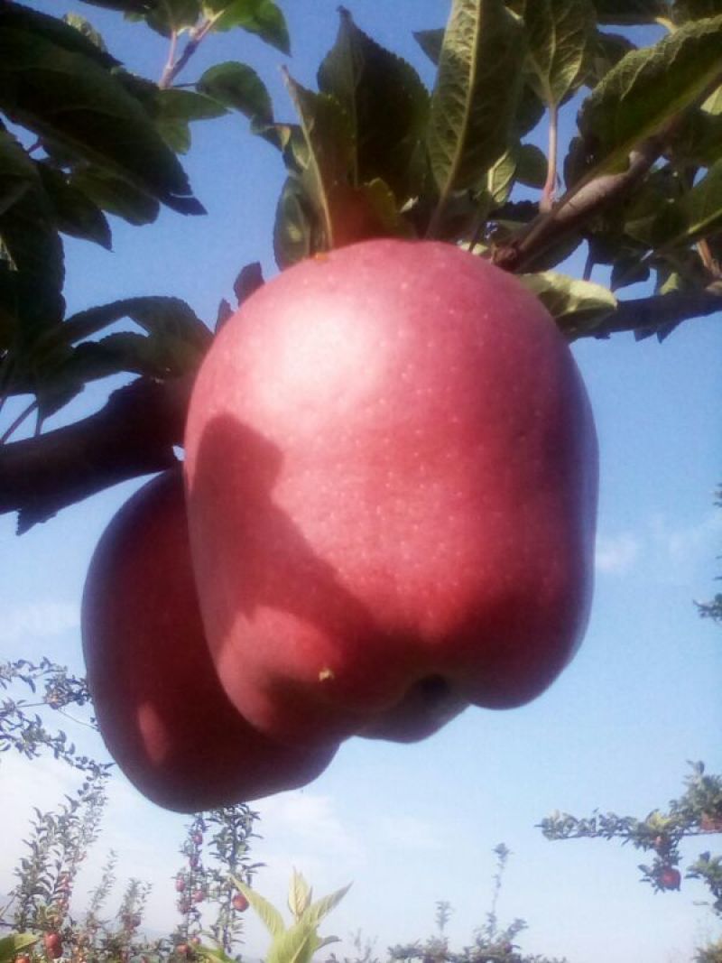花牛光果