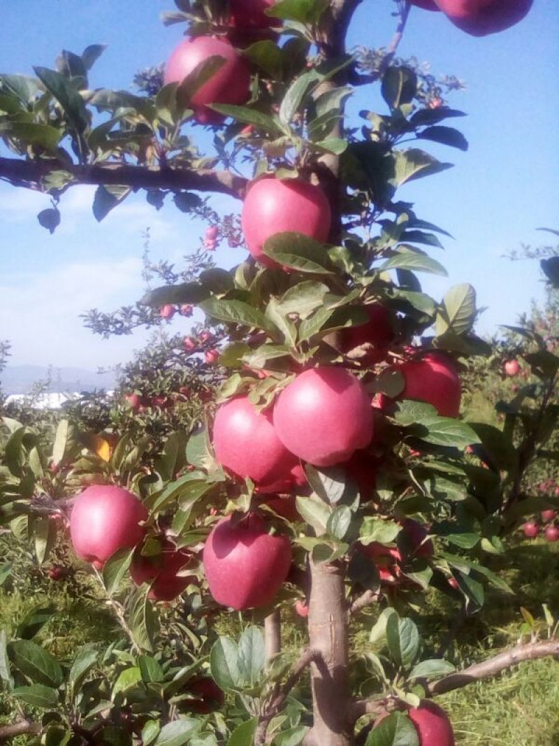 花牛光果