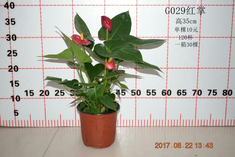 红掌