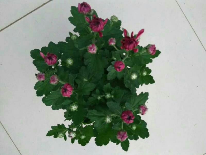 菊花0.5米以下