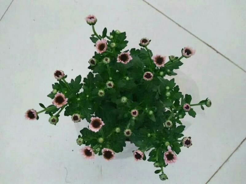 菊花0.5米以下