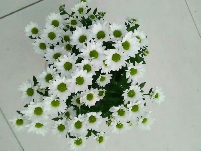 菊花0.5米以下