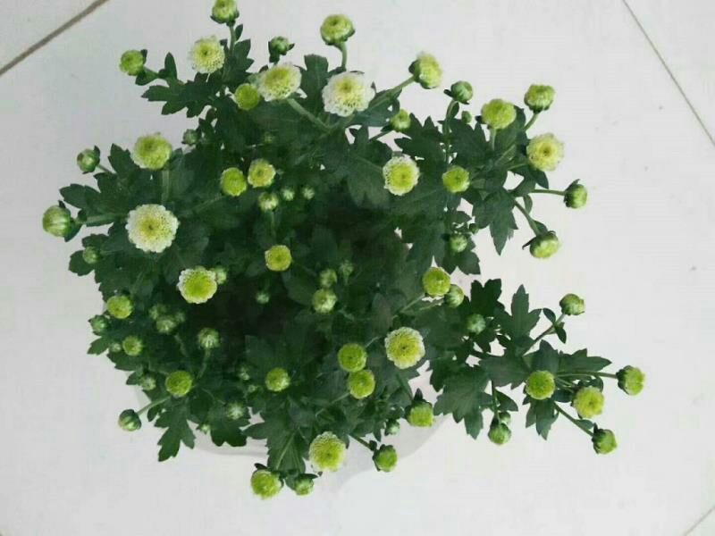 菊花0.5米以下