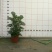 碧玉