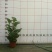 碧玉
