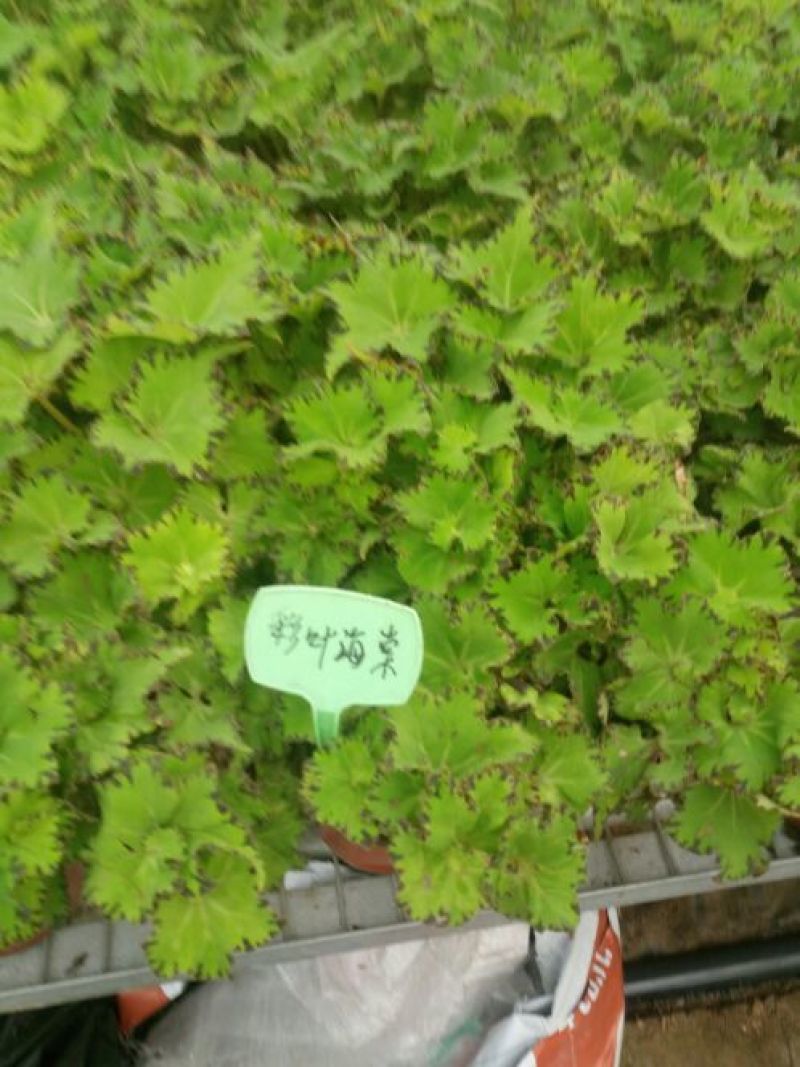 绚丽海棠2~4cm4cm以下4cm以下
