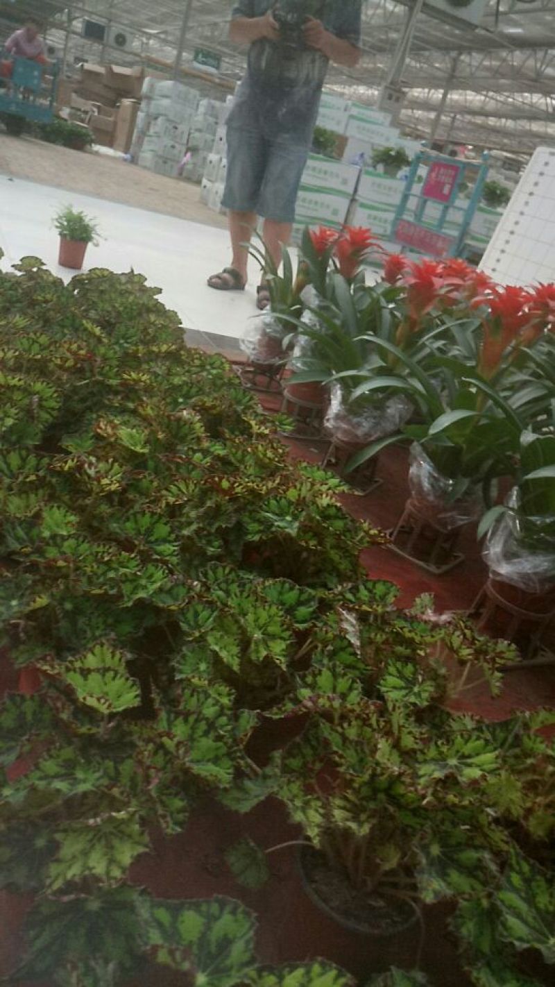 绚丽海棠2~4cm4cm以下4cm以下