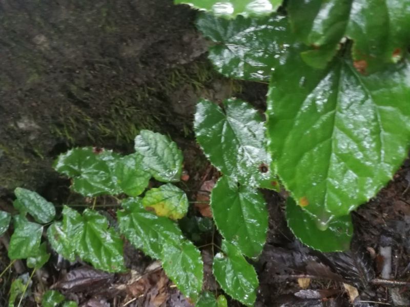 淫羊藿全叶