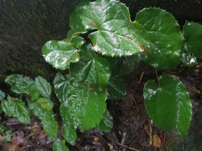 淫羊藿全叶