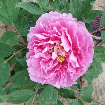 牡丹2cm以下2~4cm4~6cm0.5米以下0.