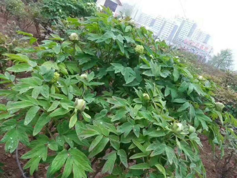 牡丹2cm以下2~4cm4~6cm0.5米以下0.