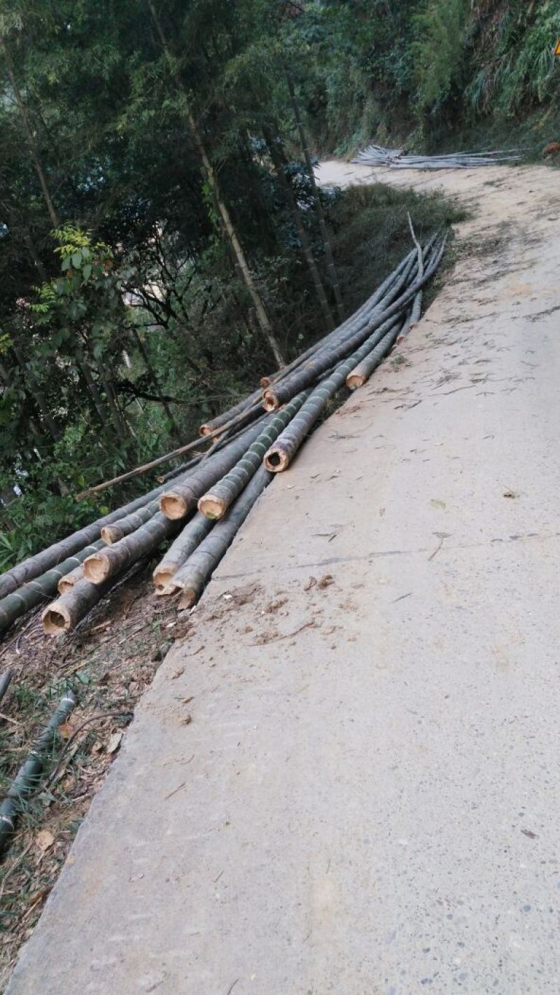 楠竹竹子主产区10米起