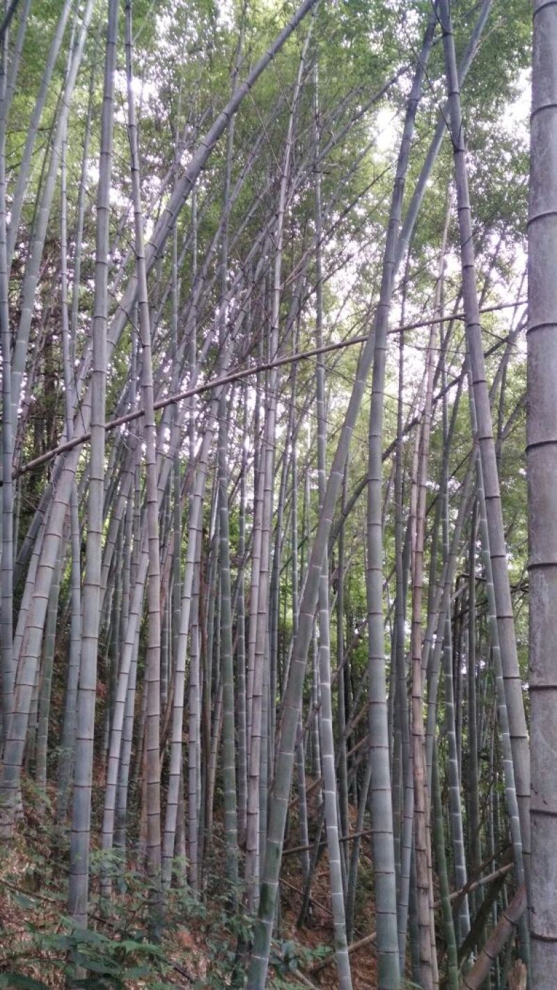 楠竹竹子主产区10米起