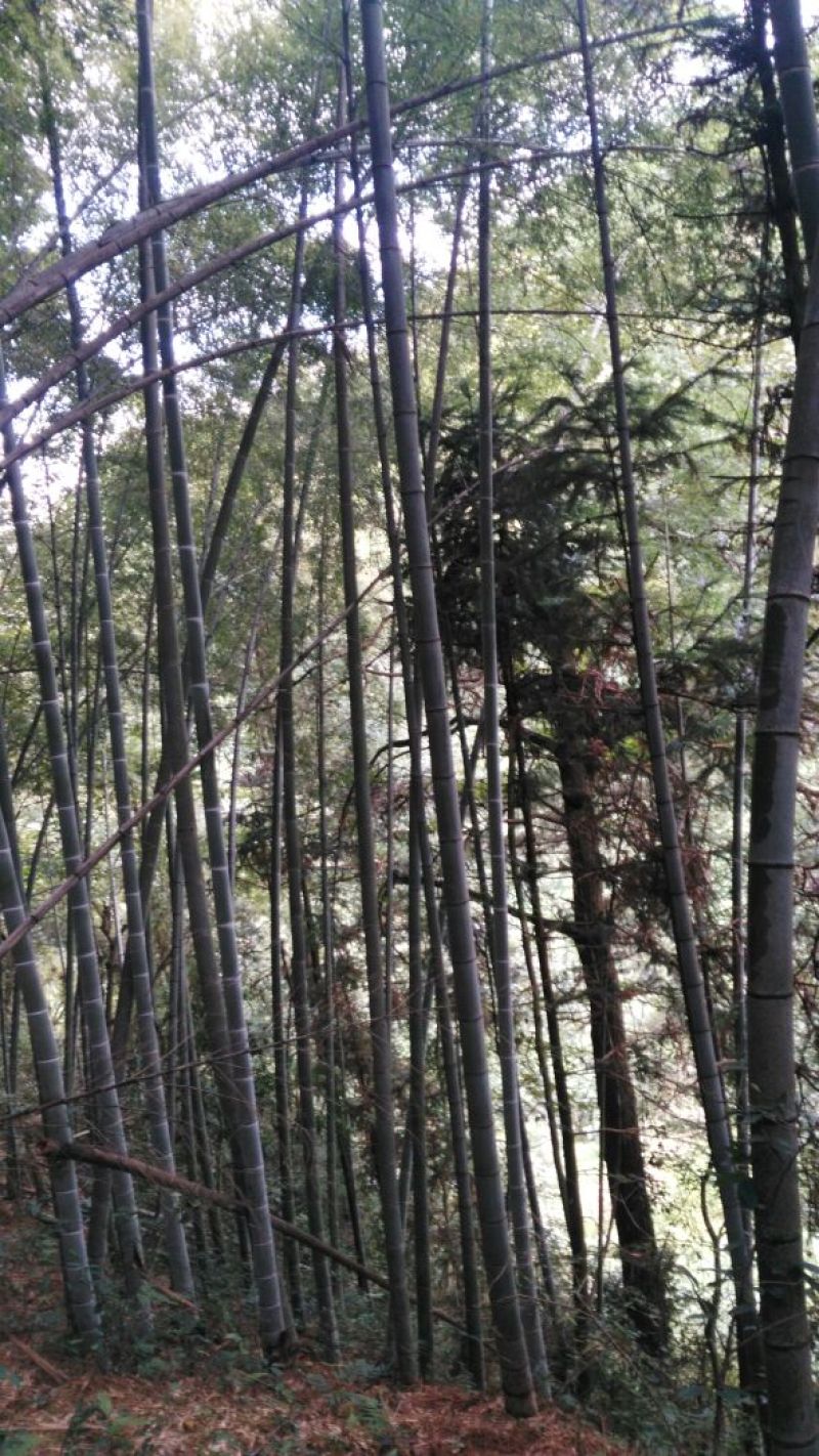 楠竹竹子主产区10米起