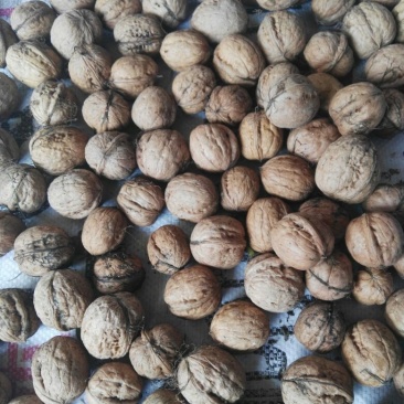 薄皮核桃去皮湿