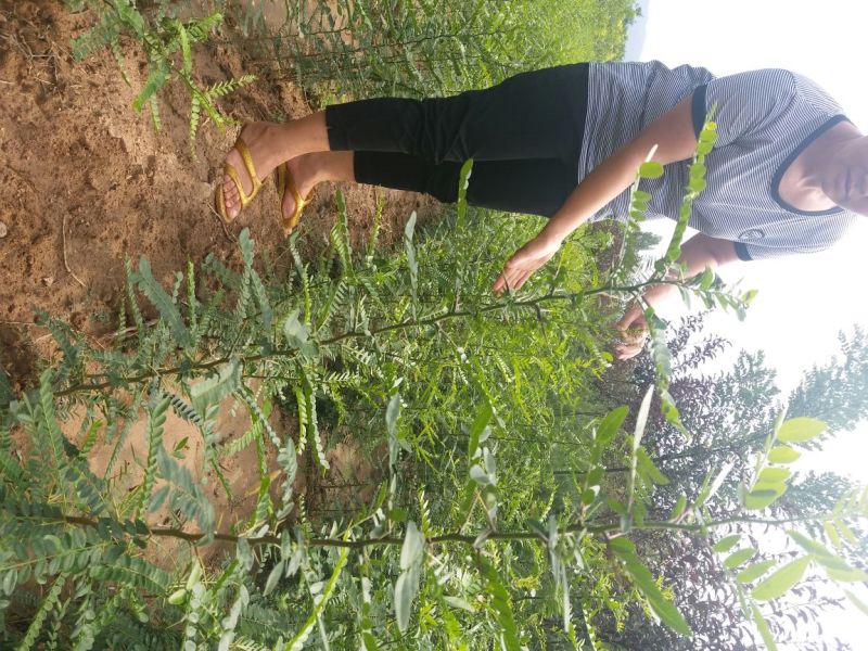 钙果苗高钙钙果苗~2年优质欧李苗《钙果苗专售》