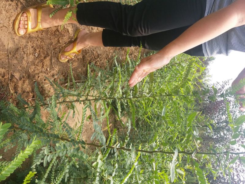 钙果苗高钙钙果苗~2年优质欧李苗《钙果苗专售》