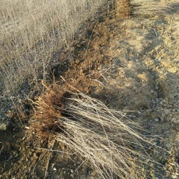 钙果苗高钙钙果苗~2年优质欧李苗《钙果苗专售》