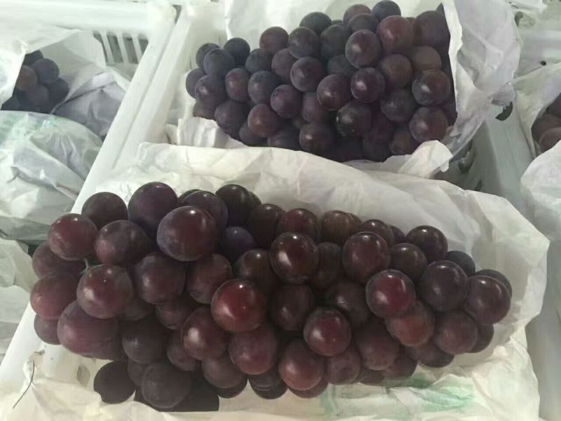 户太八号葡萄10%以上0.8~1斤