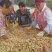 白沙系列鲜货带壳