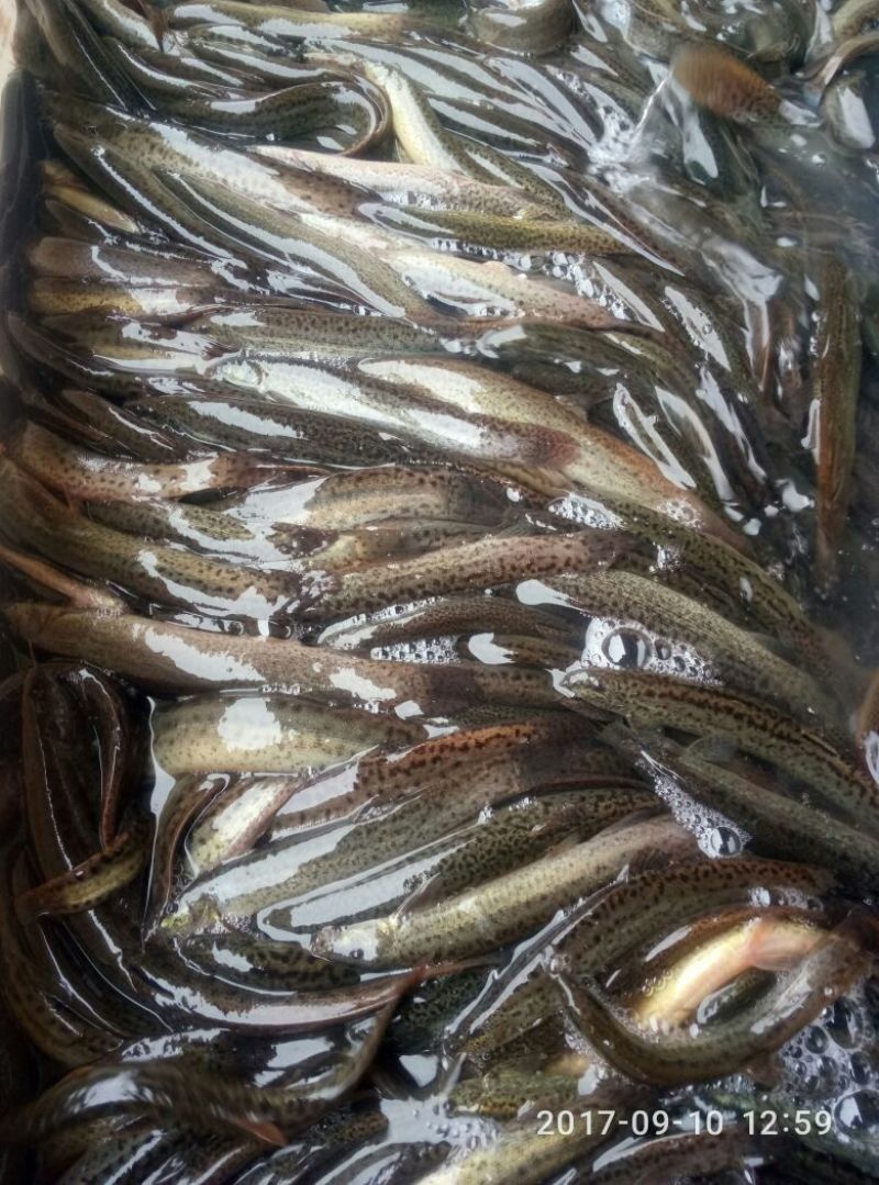 泥鳅15~20cm人工养殖食用