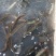 泥鳅15~20cm人工养殖食用