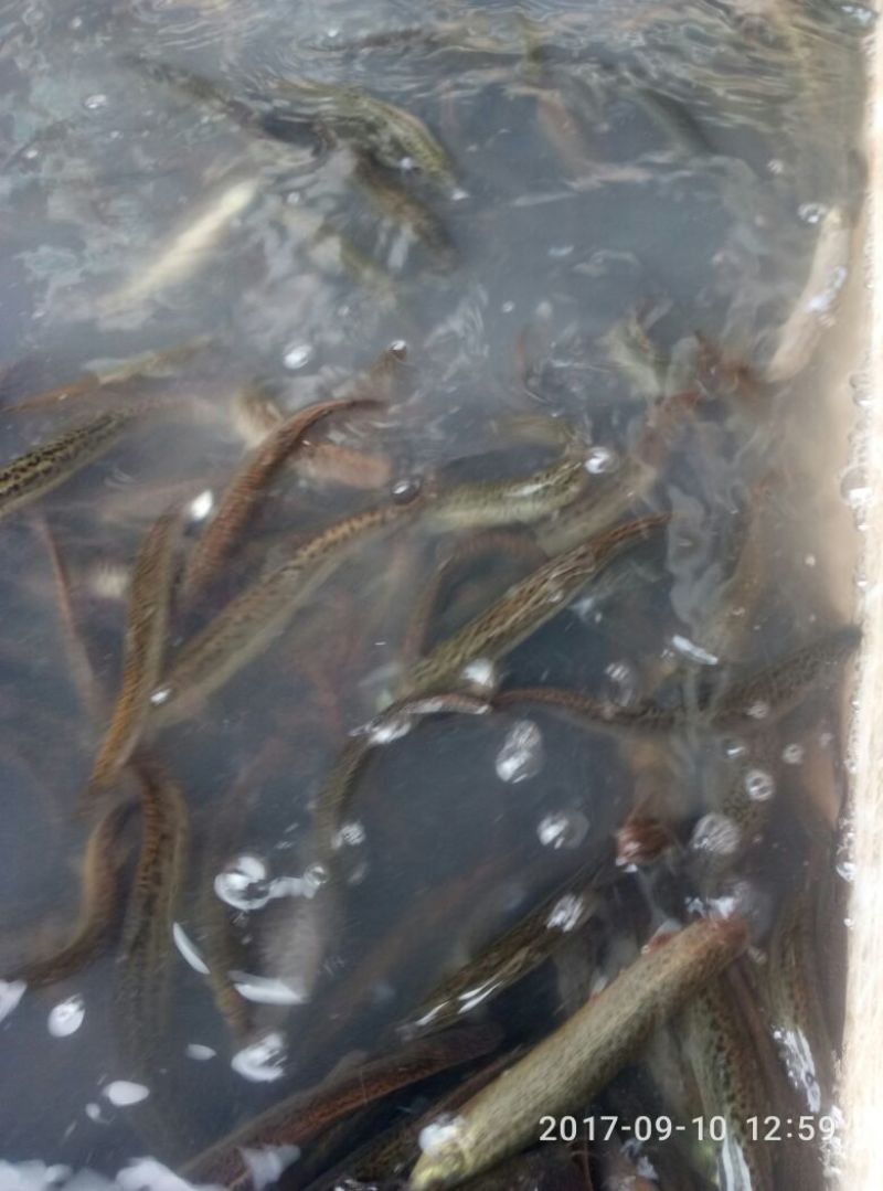 泥鳅15~20cm人工养殖食用