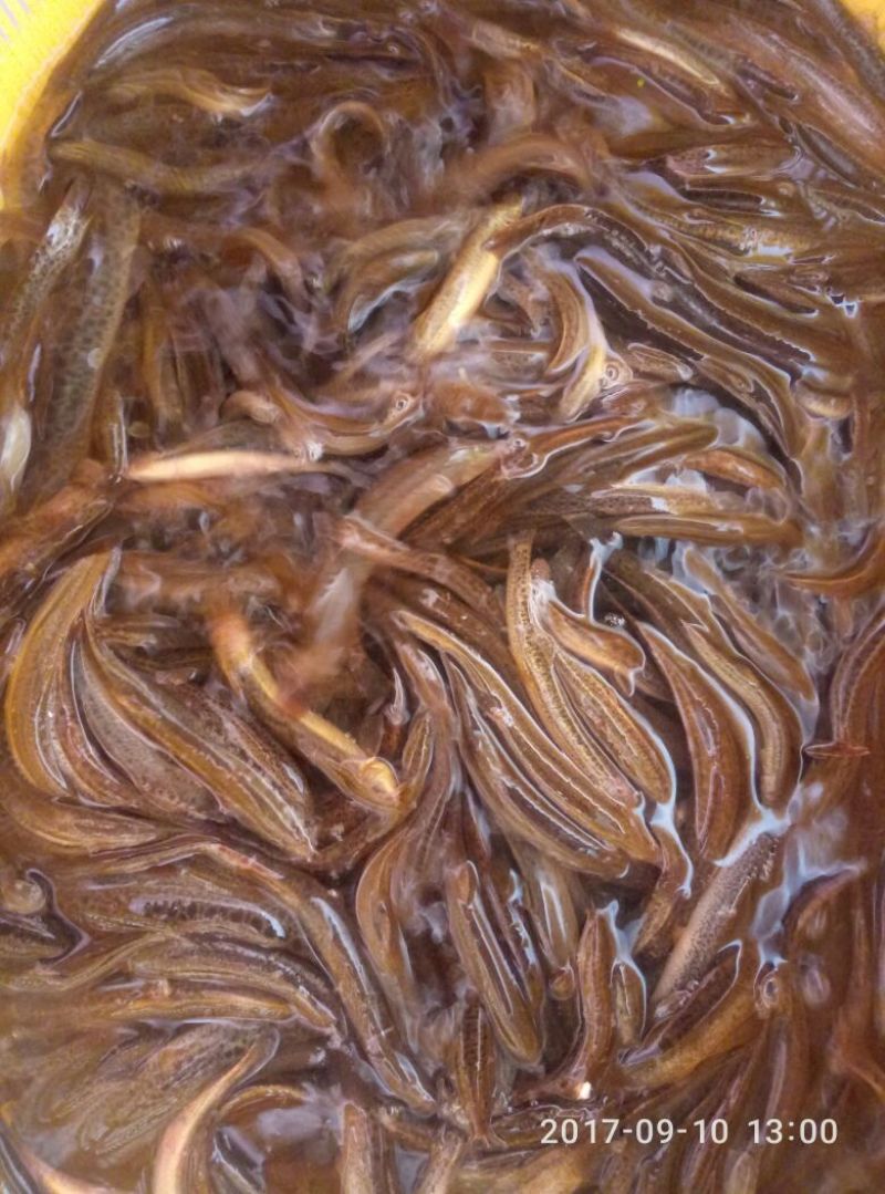 泥鳅15~20cm人工养殖食用