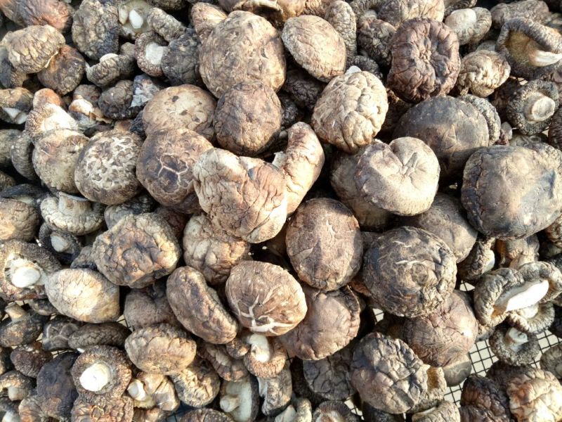 干香菇香菇1%4cm以下