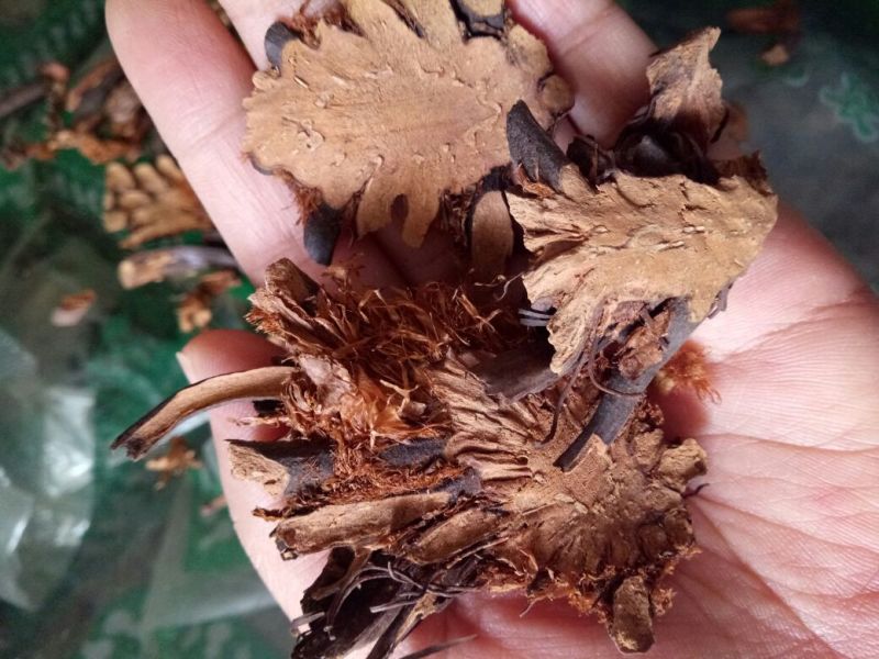 绵马贯众东北干货无硫熏天然晒干量大从优