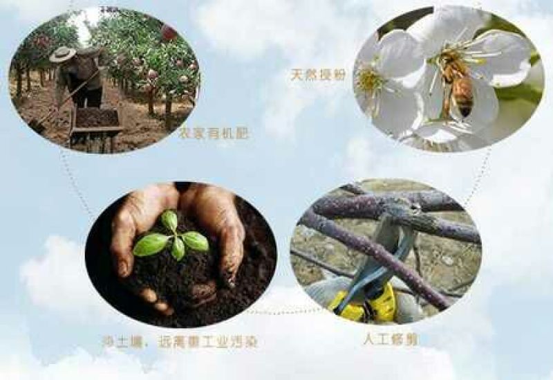 甘肃2025天水花牛苹果商品果/通货/电商果