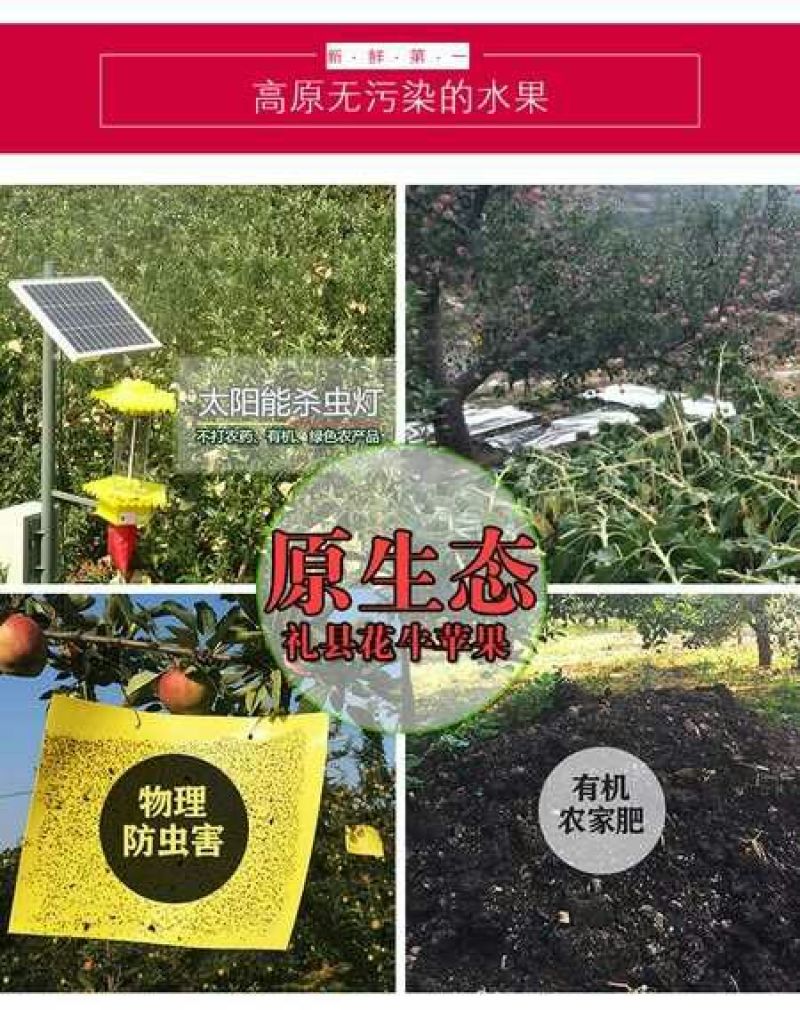 甘肃2025天水花牛苹果商品果/通货/电商果