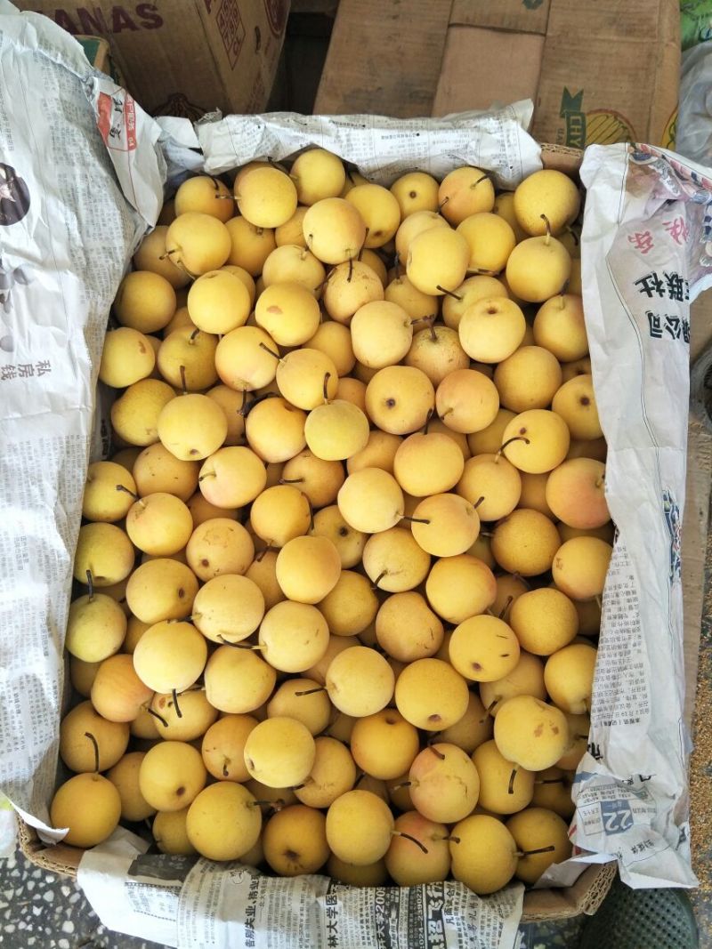 推荐北镇特产，南果梨光果