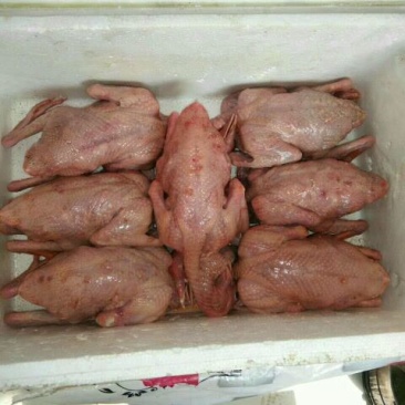 冰冻乳鸽