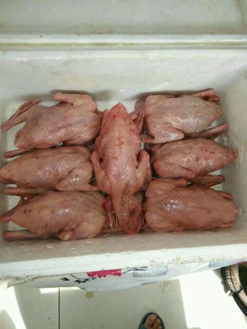 冰冻乳鸽