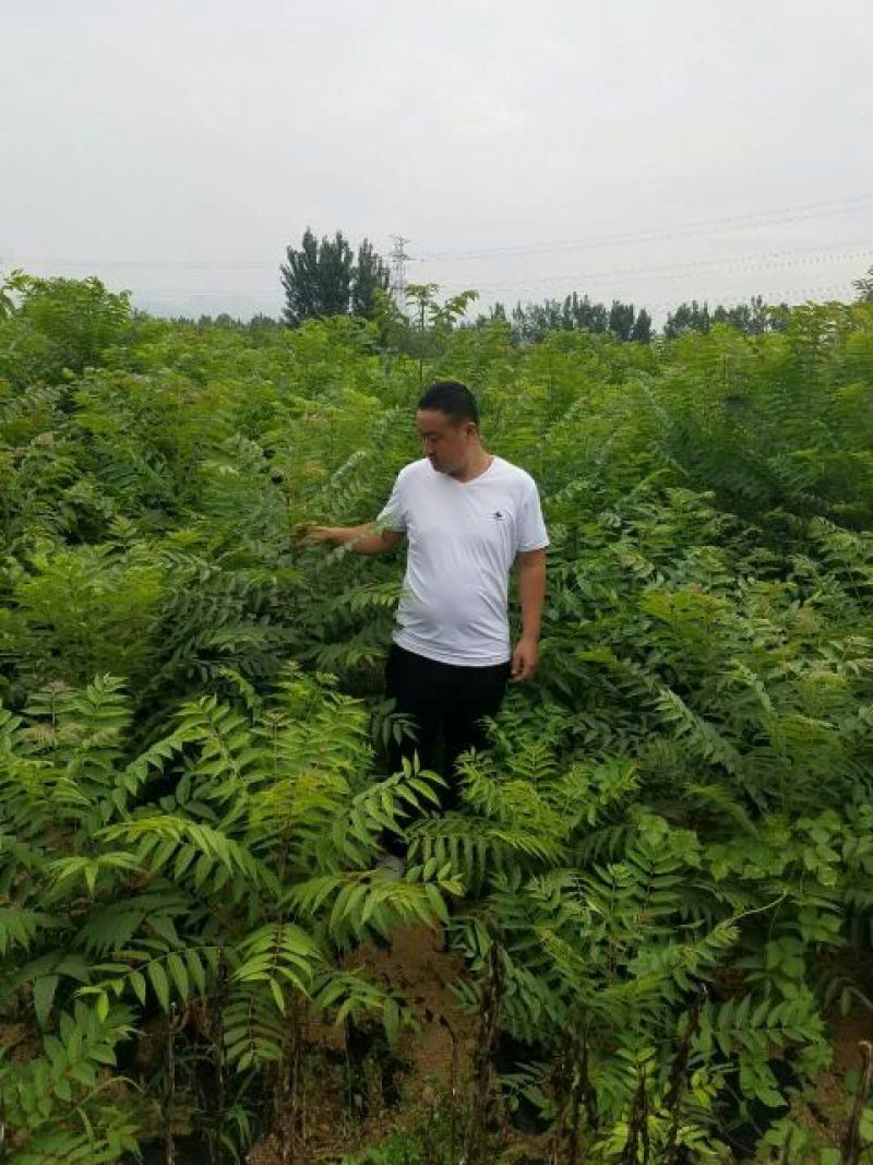香椿苗红油香椿苗免费提供技术指导品质纯易管理产量高