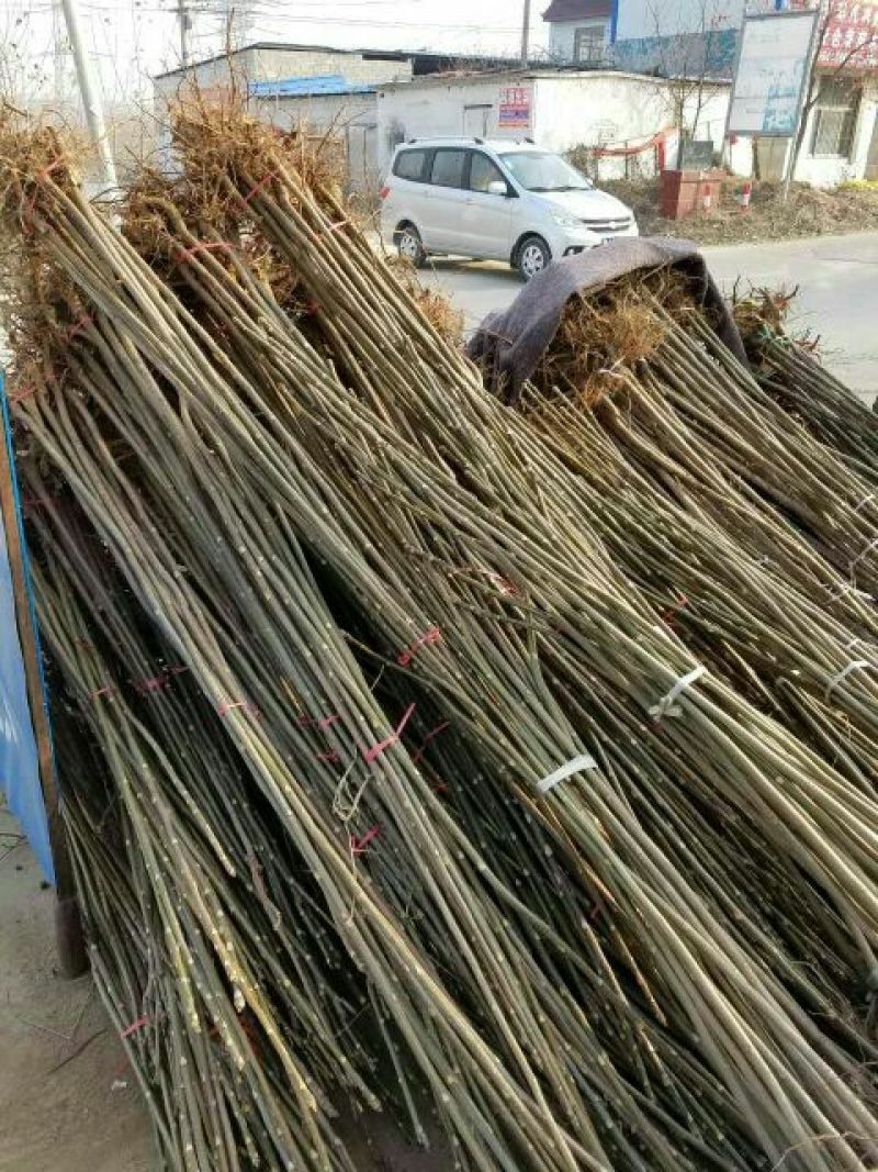 香椿苗红油香椿苗免费提供技术指导品质纯易管理产量高