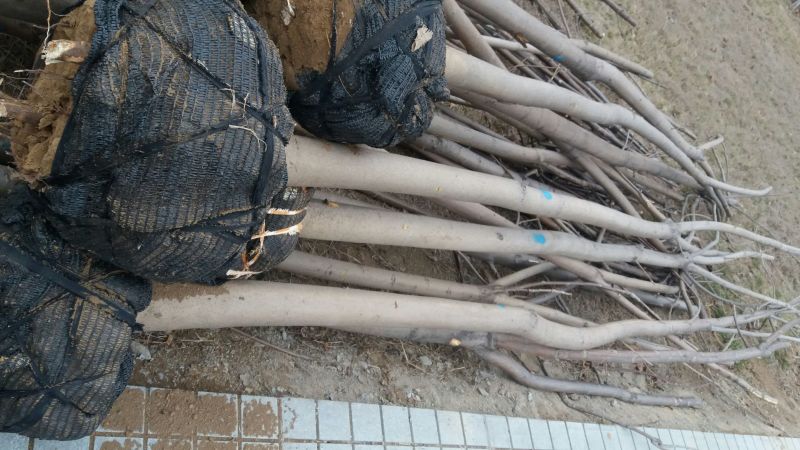 香椿苗红油香椿苗免费提供技术指导品质纯易管理产量高