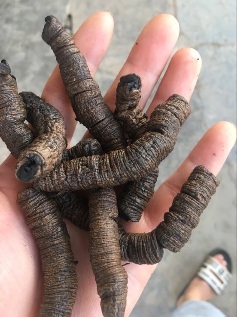 巴戟天特级
