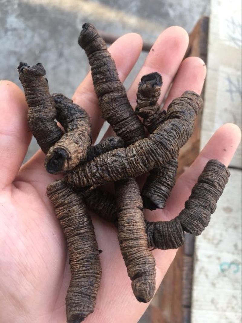巴戟天特级