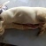 生猪10~15公斤