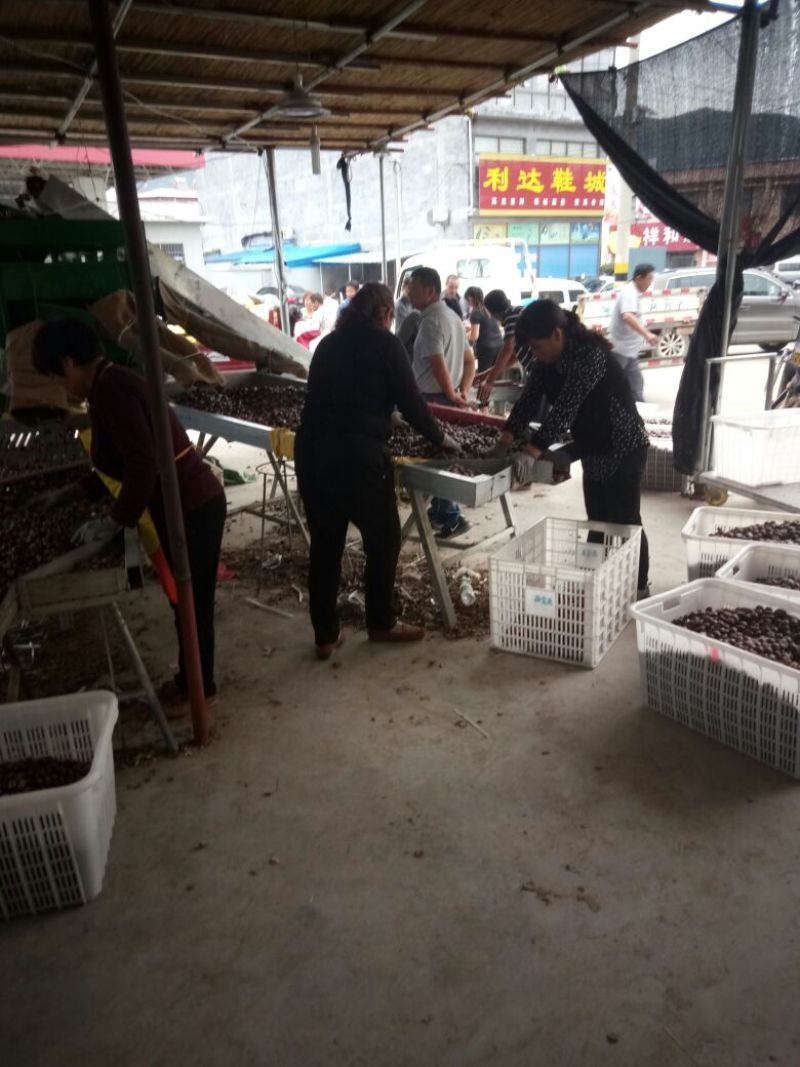 板栗炒栗种中栗