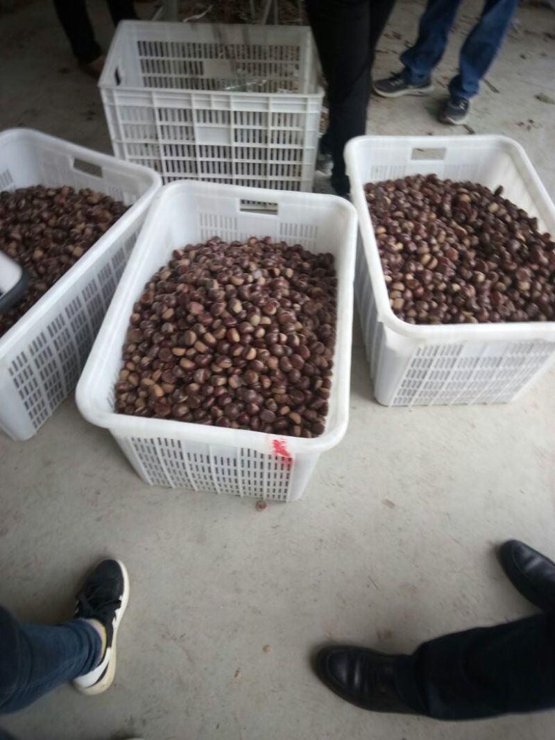 板栗炒栗种中栗