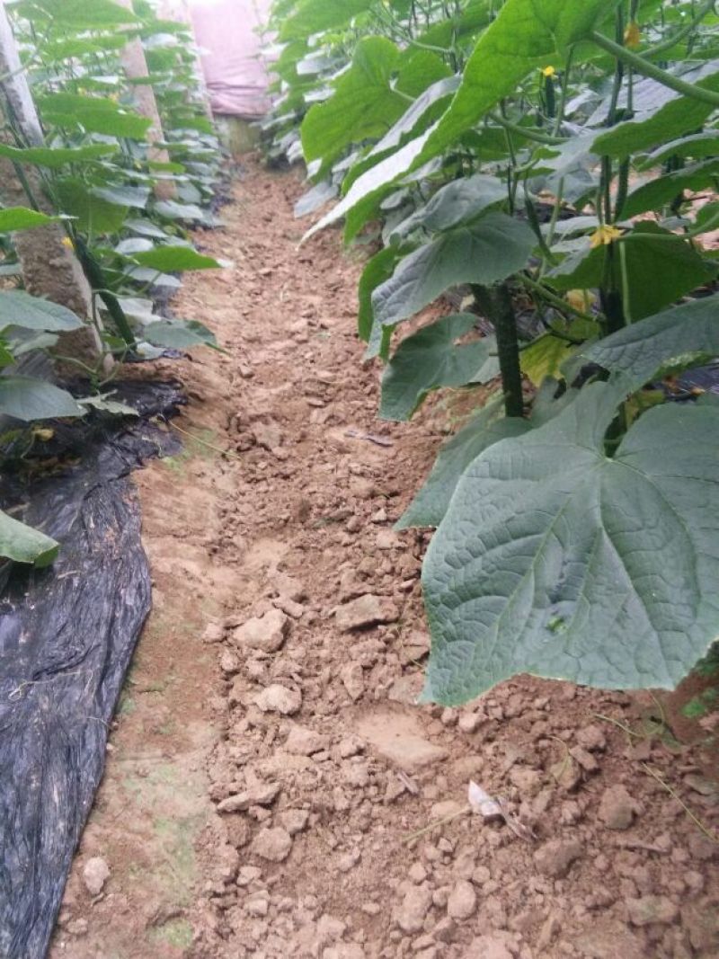密刺黄瓜鲜花带刺25公分以上质量好价格低视频看货等您来电
