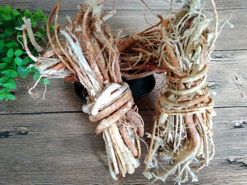 五指毛桃中根