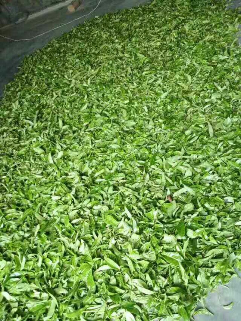 普洱茶一级
